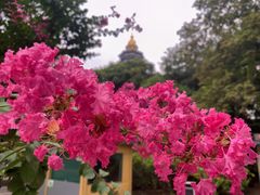 -红梅公园
