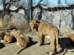 -北京野生动物园