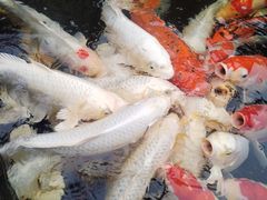 -聚福宝合苑食府(南头镇店)