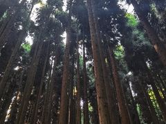 -武陵山森林公园