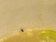 -御膳粥·牛乳粥底火锅·地道顺德菜(容桂店)