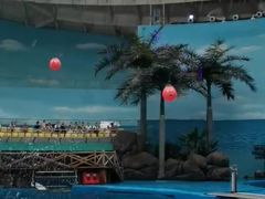 -海合安成都极地海洋公园