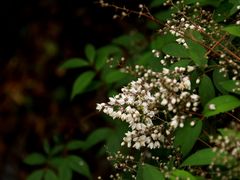 -雁荡山雁湖景区