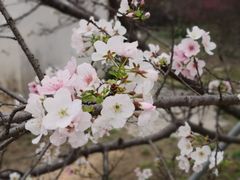 -天适樱花悠乐园