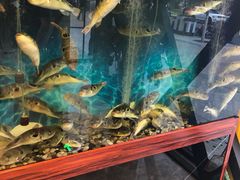 -肆月河豚·新淮扬(金融街店)