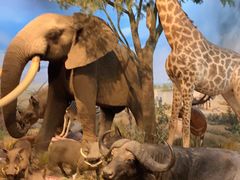 -陕西自然博物馆