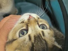 -天宠宠物医院24小时·急重症诊疗中心·全科·腔镜特色(和平分院)