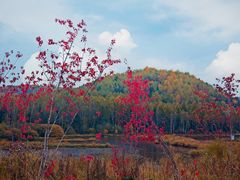 -五营红松林海景区