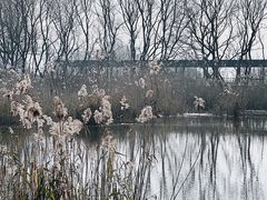 -西湖风景区-江洋畈生态公园