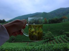 -白茶原·一片叶子