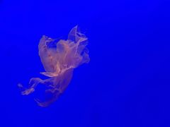 -上海海洋水族馆