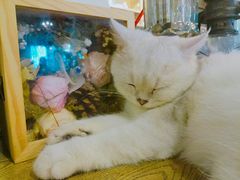 -共舞时光猫咖·狗咖(新街口店)