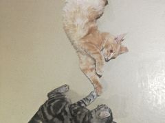 -藏猫猫咖啡主题馆(中央大道店)