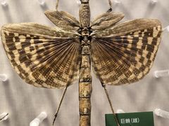 -国家自然博物馆