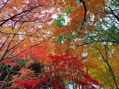 -秋霞圃