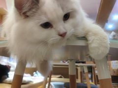 -滚猫咖啡·猫咖·猫友好撸猫(未来城店)