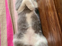 -宠福鑫康馨动物医院·骨科·眼科