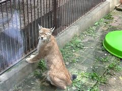 -青藏高原野生动物园