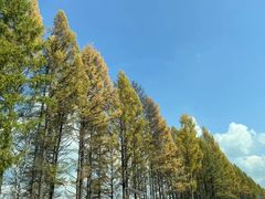 -塞罕坝国家级自然保护区