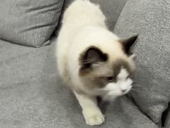 -宠爱国际动物医院·消化内科·心肾内科·ISFM猫友好(望京店)