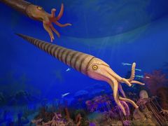 -国家自然博物馆