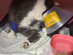 -严国平动物医院(德政总院)