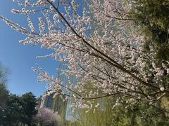 -北京西山国家森林公园