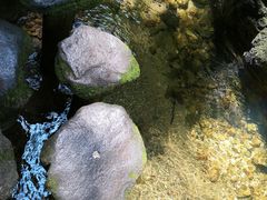 -牛背梁国家森林公园