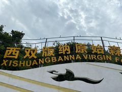 -西双版纳原始森林公园