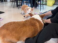 -平行世界·猫咖(首经贸店)