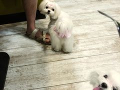 -百好乐宠物友好餐厅(朝外大街店)