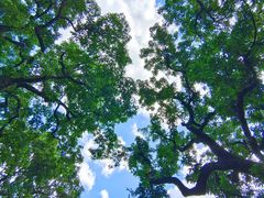 -荔枝公园(福田区)