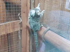 -上海大自然野生昆虫馆(东方明珠·爬宠昆虫探索中心)