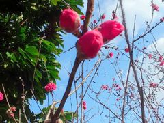 -广东花都湖国家湿地公园