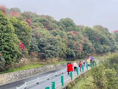 -贵州百里杜鹃风景名胜区