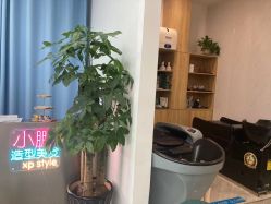 -东方美妍小鹏造型
