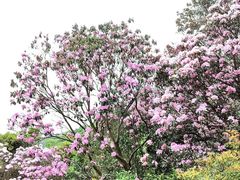 -梧桐山风景名胜区