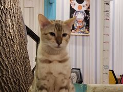 -猫小院猫主题咖啡厅(北锣店)