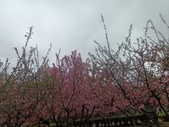 -白塘生态植物园