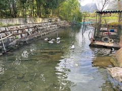 -靖西鹅泉风景区