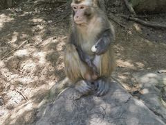 -黔灵山公园