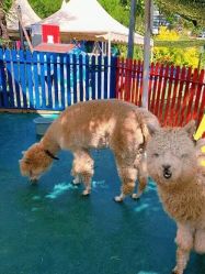 -萌宠亲子动物乐园(槐房万达店)