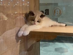 -BABIT巴比特宠物(MOMOPARK店)