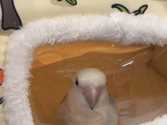 -爱侣宠医·鹦鹉专科·小型哺乳类·异宠专科(灵石路店)