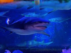 -成都浩海立方海洋公园