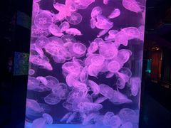 -左海海底世界