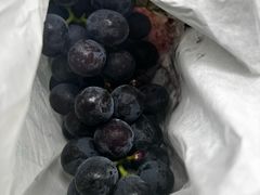 -马陆小张葡萄园农家乐