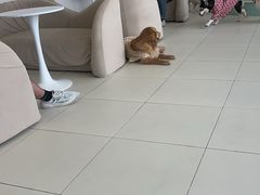 -怪兽屋·羊驼·猫咖·狗咖(俊华广场店)