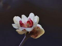 -上海吴淞炮台湾国家湿地公园