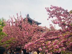 -西安青龙寺遗址景区